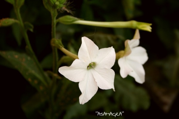 White Flower