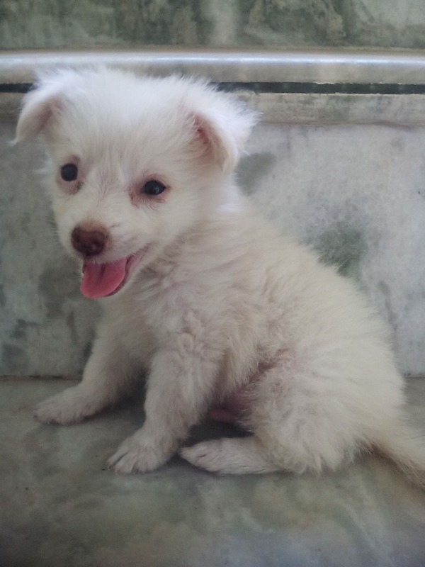 Image Of White Puppy