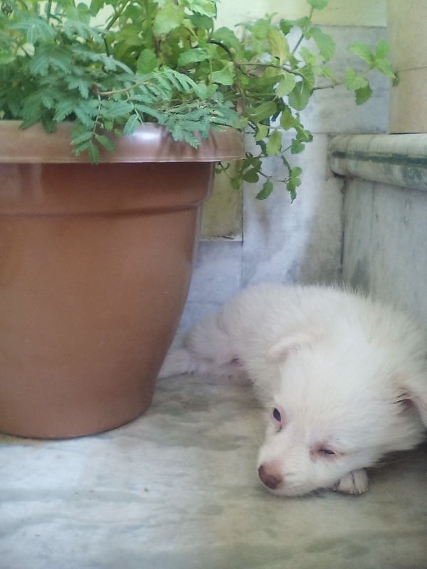 White Puppy