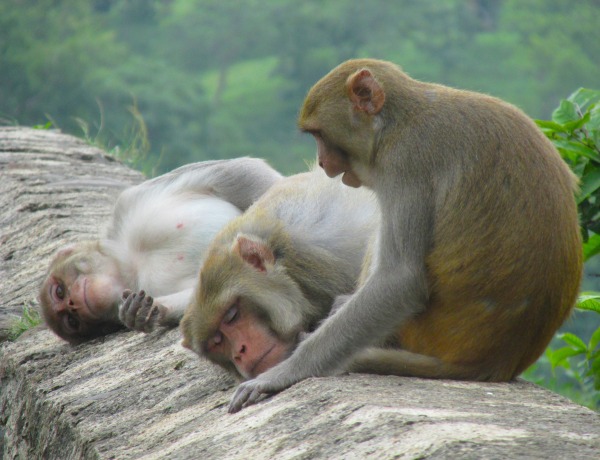 Monkeys Of Kajligarh Fort