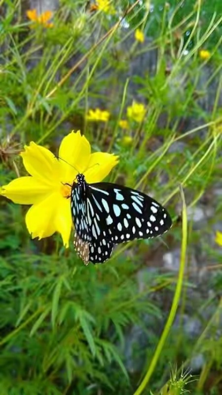 Flower And Butterfly