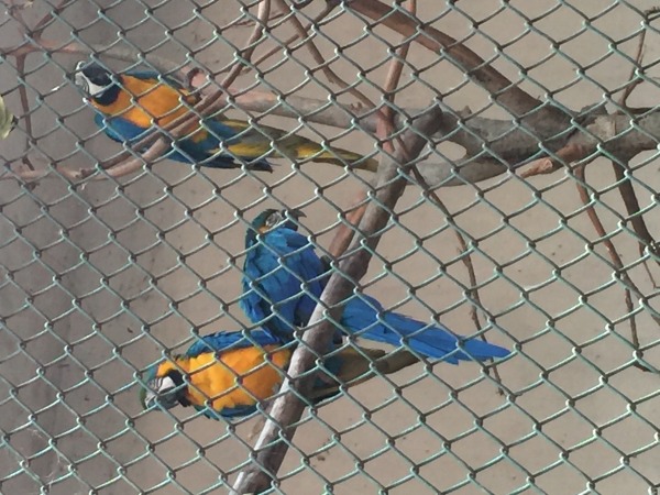 Parrots