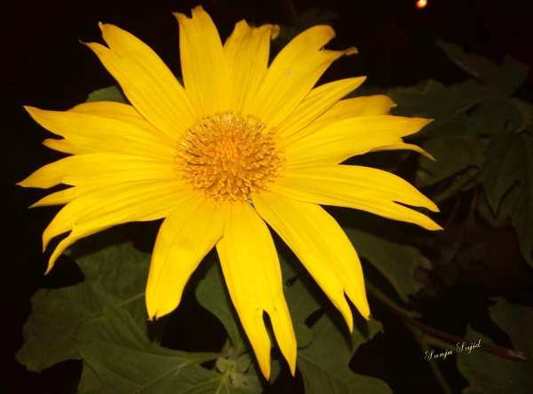 Yellow Flower