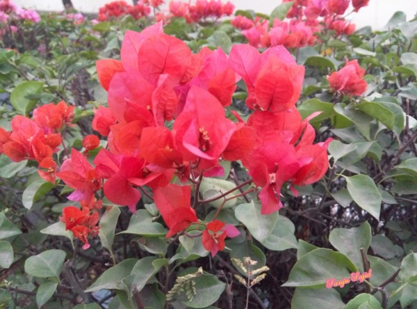 Red Leaves And Flowers