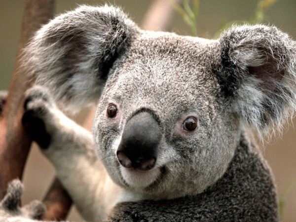 Koala Animal