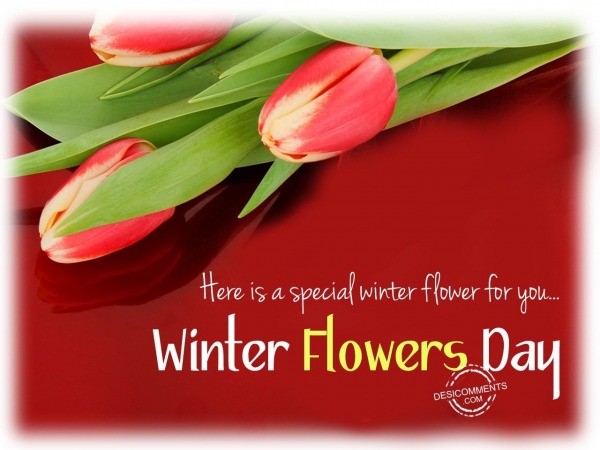 Here is a special winter flowers for you