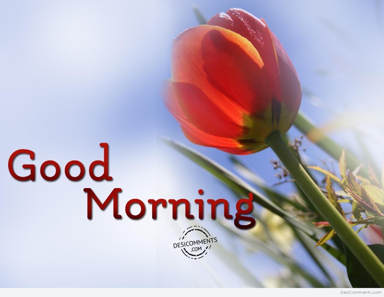 Really good morning. Монинг. Good morning картинки. Good morning цветы.