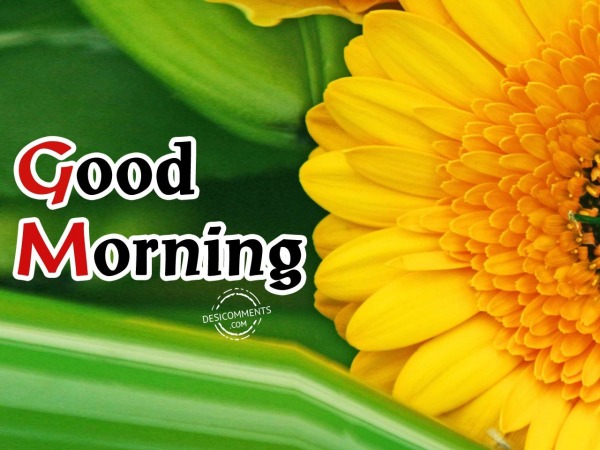 Good Morning