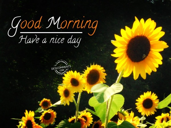 Image Of Good Morning - Have A Nice Day