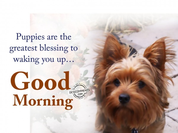 Puppies Are The Greatest Blessing - Good Morning