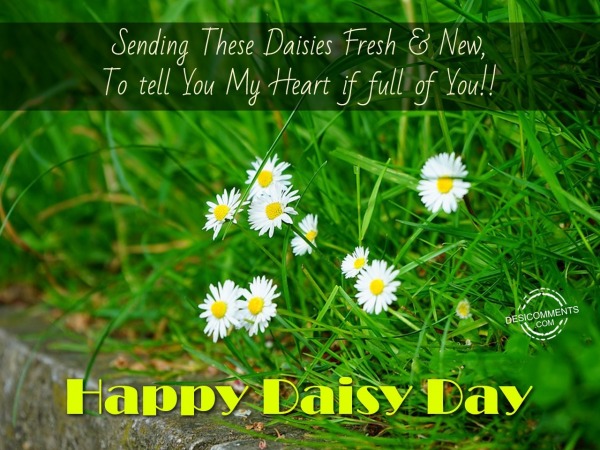 Sending These Daisies fresh & New – Happy Daisy Day
