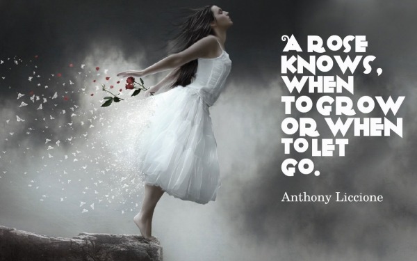 A rose knows, when to grow or when to let go.  -Anthony Liccione