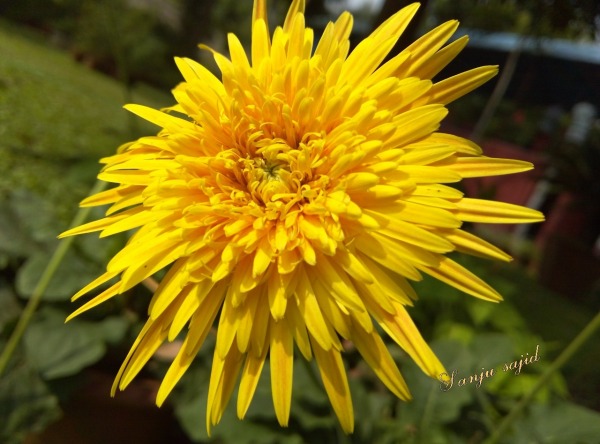 Yellow Flower