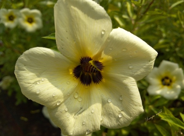 White Flower