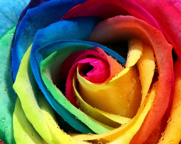 Colorful Rose