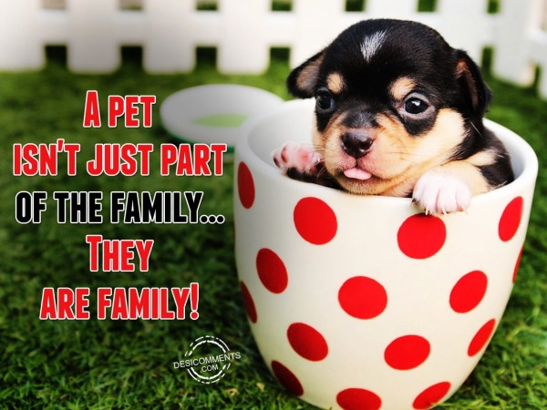 A Pet Isn’t Just Part Of The Family… They Are Family