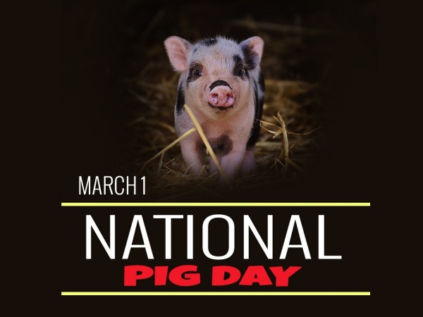 March 1 pig day