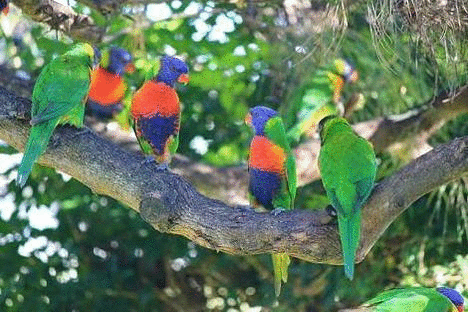 Glitter Image Of Parrots