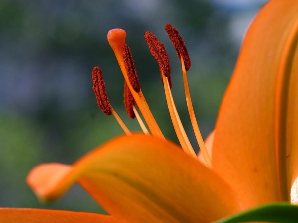 Image Of Hibiscus