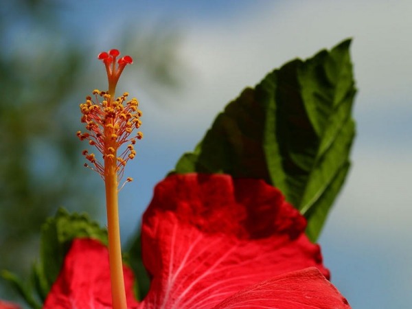 Flower Hibiscus