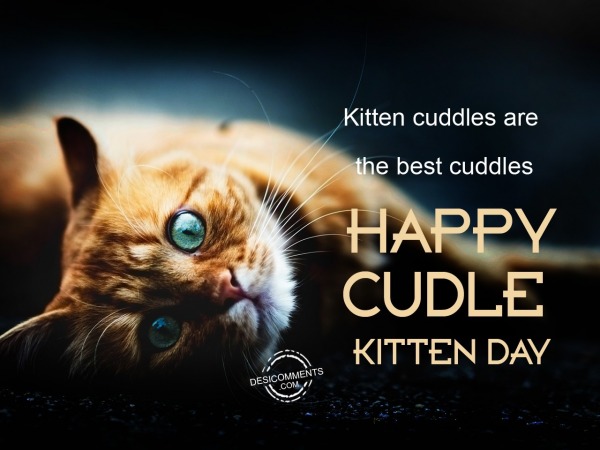 Kitten cuddles are the best cuddle