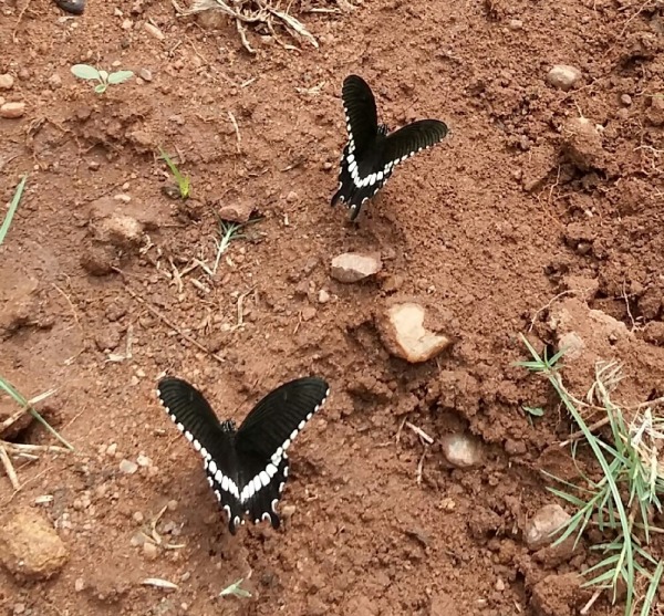 Two Butterflies