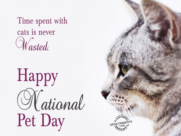 Time spent with cats, national pet day