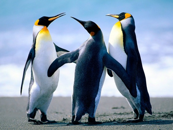 Three Penguins