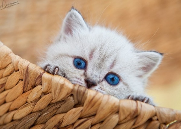 Cute Kitten