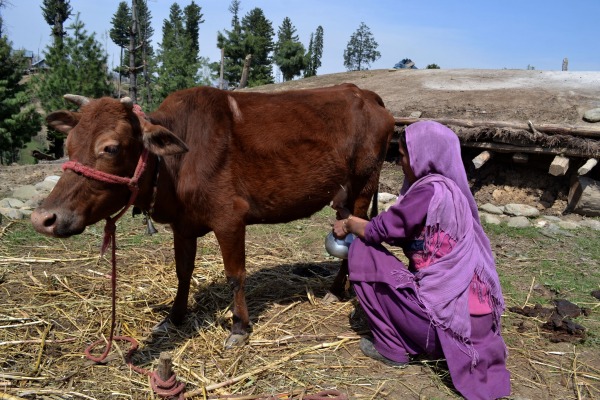 Image Of Milking A Cow