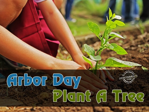 Arbor Day Plant A Tree