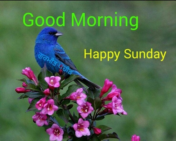 Good Morning – Happy Sunday