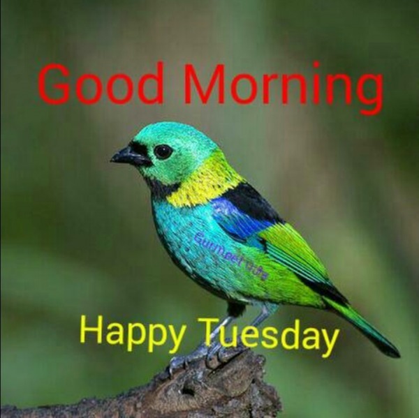 Good Morning - Happy Tuesday