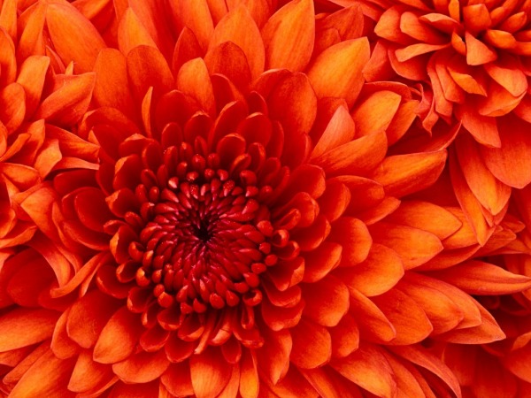 Image Of Flower