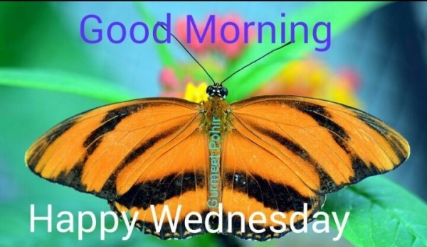 Good Morning – Happy Wednesday