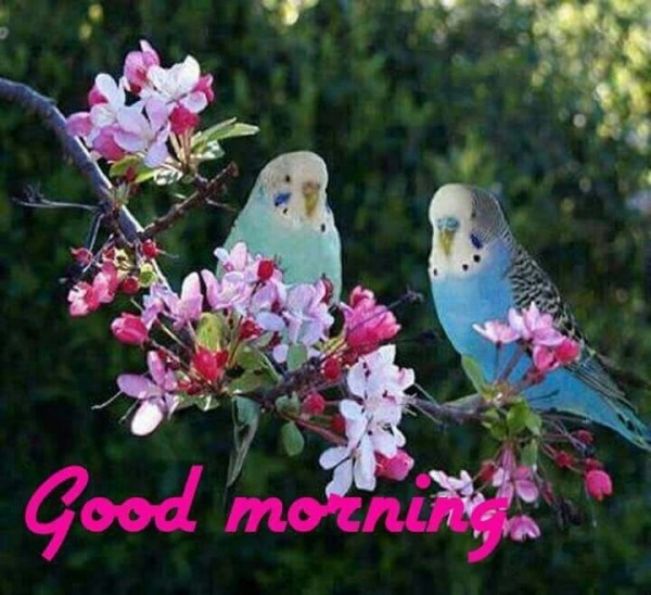 Image Of Good Morning