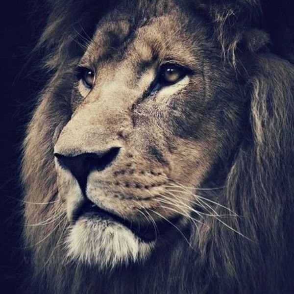 Pic Of Lion