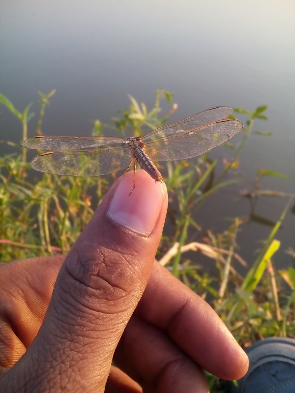Image Of Dragonfly
