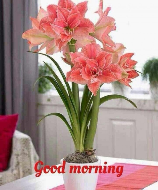 GOOD MORNING PHOTO