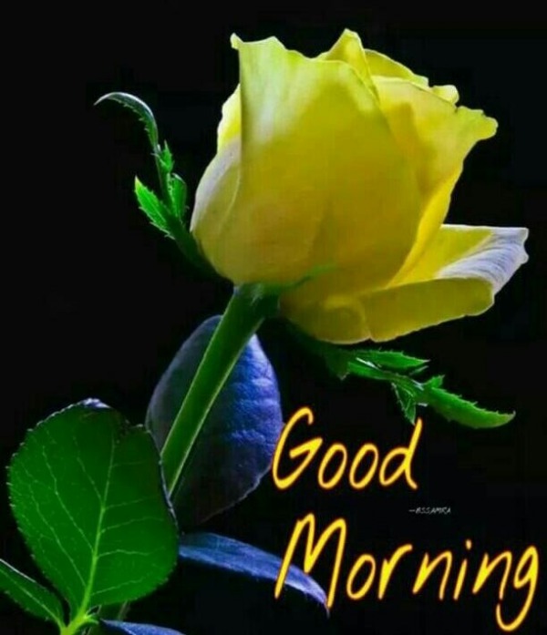 GOOD MORNING WITH YELLOW ROSE