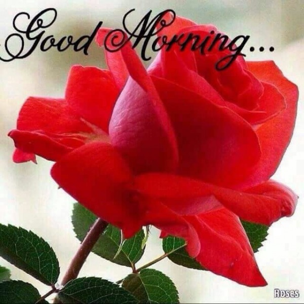 Pic Of Good Morning
