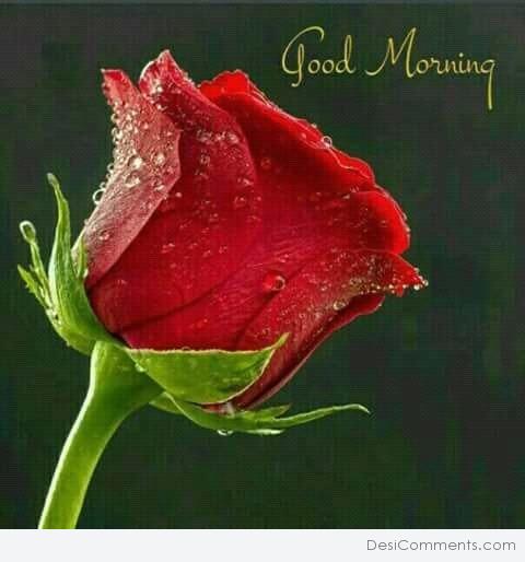 Picture Of Good Morning