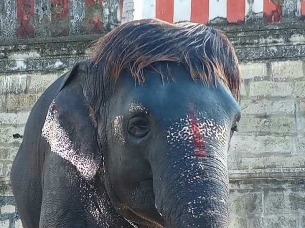Image Of Funny Elephant