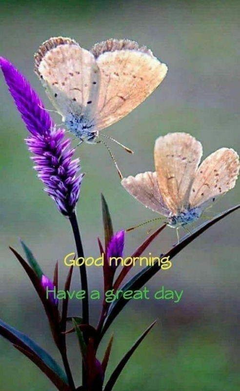 Image Of Good Morning - Have A Great Day