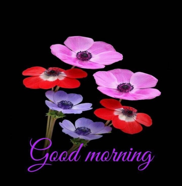 Picture Of Good Morning