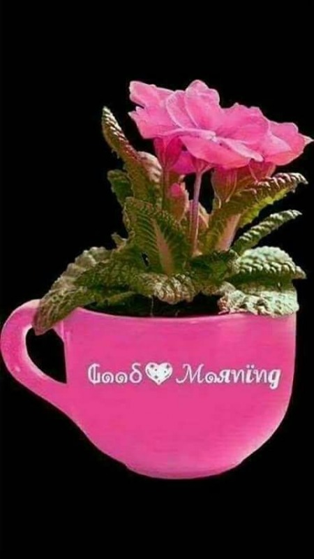 Picture Of Good Morning