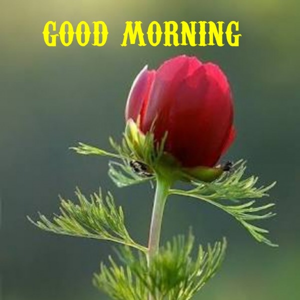 Picture Of Good Morning