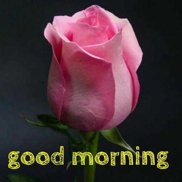 Pic Of Good Morning
