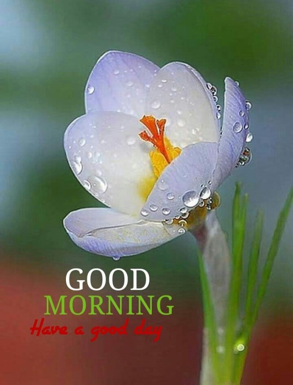 Image Of Good Morning – Have A Good Day
