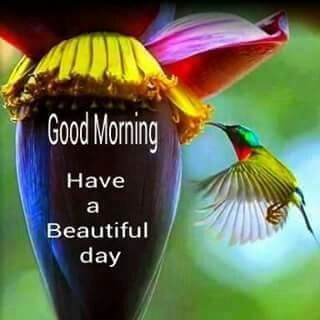 Image Of Good Morning – Have A Beautiful Day